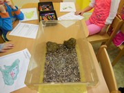 Přírodovědný program - Plazi a žáby